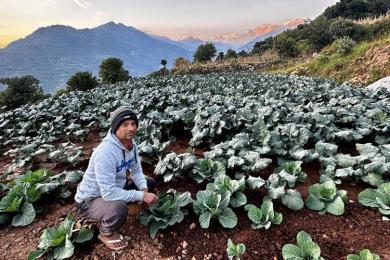 तीन दशकपछि गाउँ फर्किएर तरकारी खेतीमा रमाउँदै कमलप्रसाद